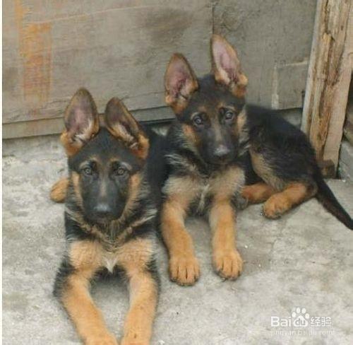 德國牧羊犬幼犬的飼養經驗