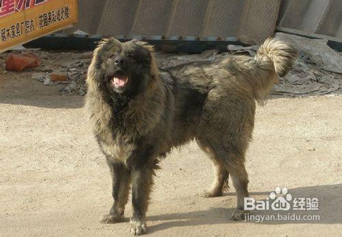 怎麼把高加索幼犬養得更壯?