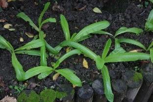 怎樣種植萵筍