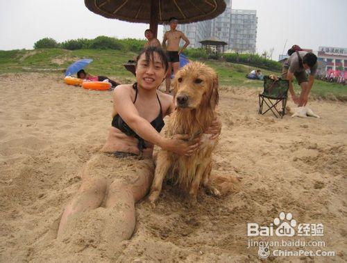 金毛幼犬及金毛成犬缺鈣帶來的危害是什麼