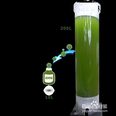 怎麼樣識別小球藻是劣質品？
