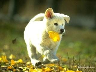 狗狗趴地上沒精神怎麼回事？狗趴地上沒精神怎辦