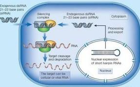RNA干擾技術中的sRNA製備