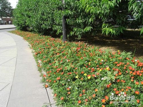 大花馬齒筧種植訣竅