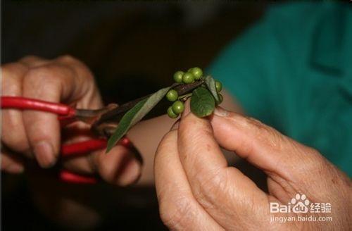 木姜子油怎麼做