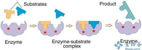 生物必修一5.1降低化學反應活化能的酶