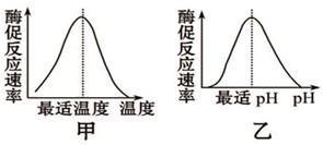 生物必修一5.1降低化學反應活化能的酶