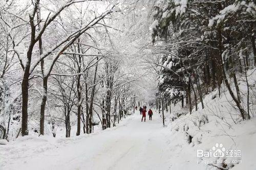 哈爾濱雪谷雪鄉旅遊攻略