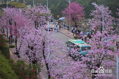 廣州有哪些地方可以看花？廣州賞花地點大全