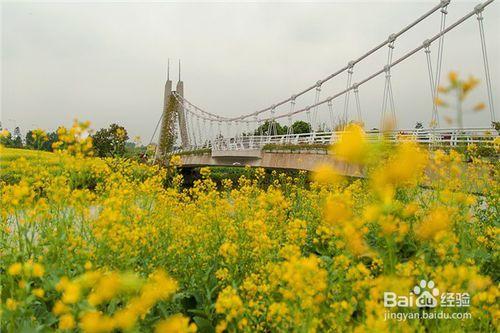 廣州有哪些地方可以看花？廣州賞花地點大全