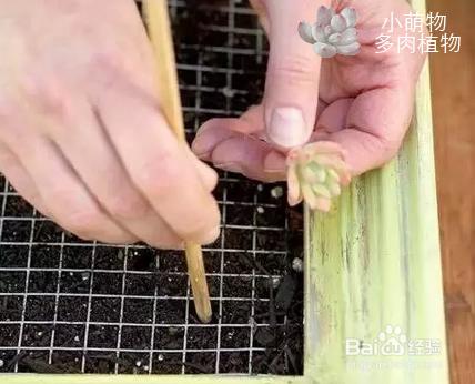 多肉植物牆製作教程