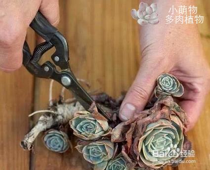 多肉植物牆製作教程