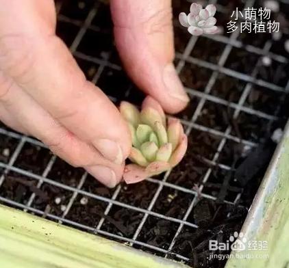 多肉植物牆製作教程