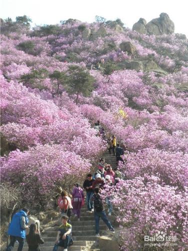 山東到哪兒去爬山？（一）