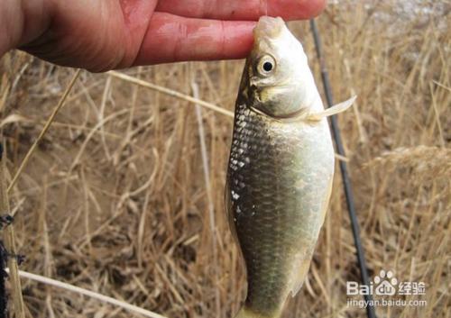 為什麼不要釣春天的魚