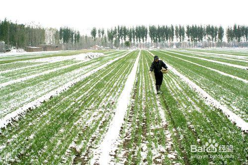 瑞雪兆豐年的下一句可以接什麼會比較好呢？