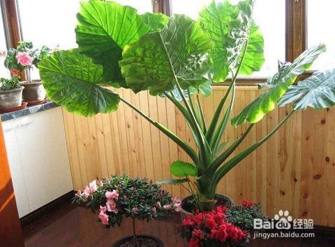 7種天然植物“空氣清潔器”