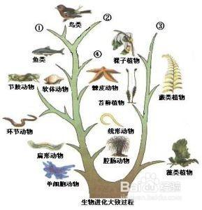 如何學好高中生物呢