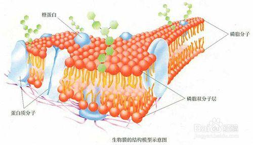 如何學好高中生物呢