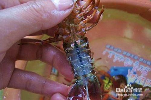 龍蝦怎麼清洗方法