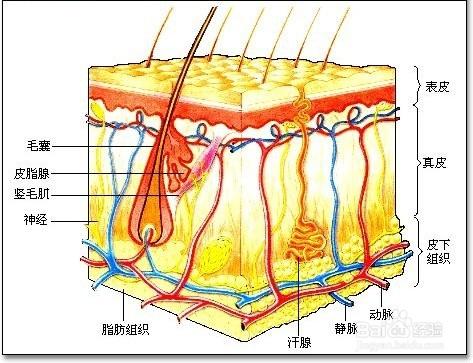 預防痘痘必備——面板毛孔的那些事