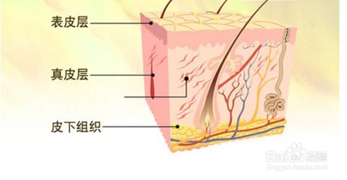 預防痘痘必備——面板毛孔的那些事