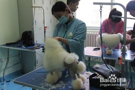 學寵物美容師的發展方向是怎樣的