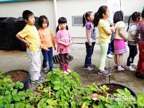 如何種植土豆