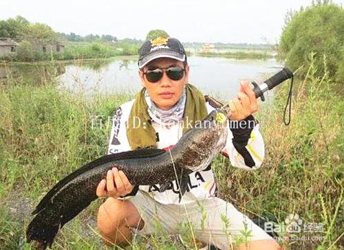 怎麼垂釣黑魚