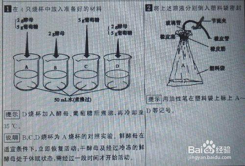 如何瞭解生物體細胞和組織在不停呼吸