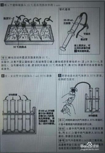 如何瞭解生物體細胞和組織在不停呼吸