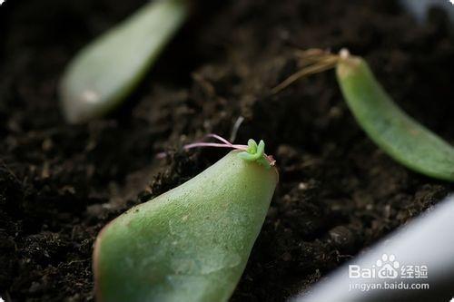 多肉植物葉插繁殖的超簡單教程