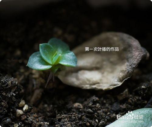 多肉植物葉插繁殖的超簡單教程