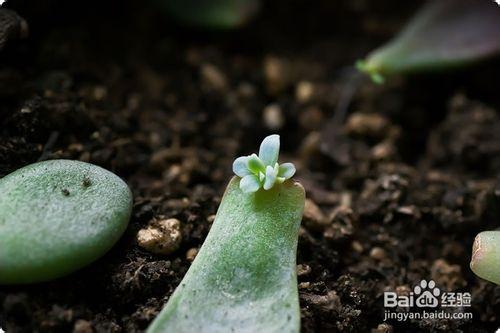 多肉植物葉插繁殖的超簡單教程