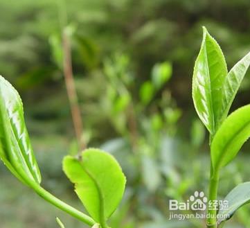 茶葉水洗臉有什麼好處