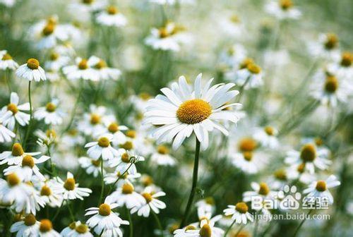 怎麼養殖菊花