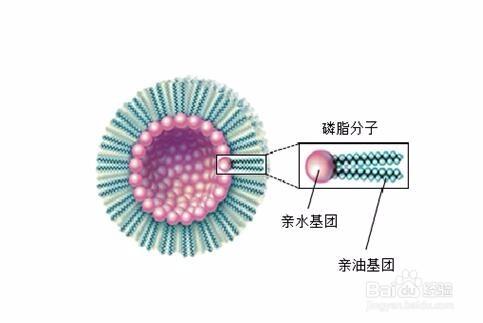 實驗技能：蛋白質的提取