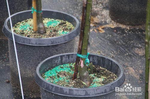 盆栽容器苗木的固定