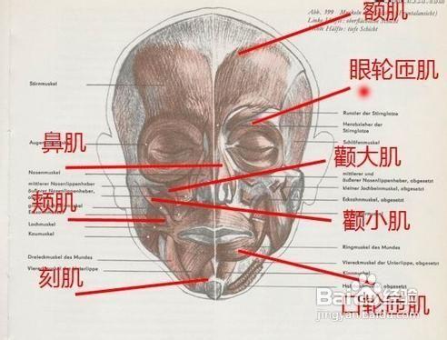 面部痙攣怎麼有效按摩