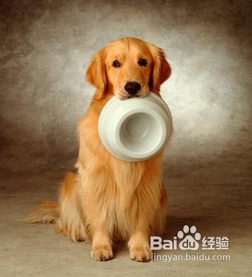 金毛吃什麼狗糧好？