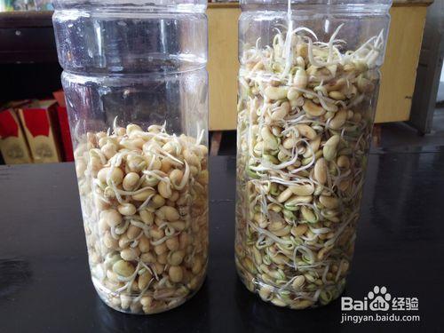 圓黃豆和腎型黃豆自發黃豆芽結果比較
