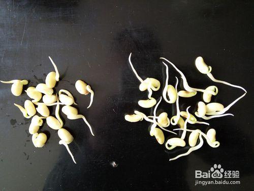 圓黃豆和腎型黃豆自發黃豆芽結果比較