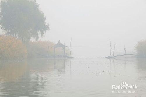 在人工溼地打造中栽植水生植物的功能與技術方法