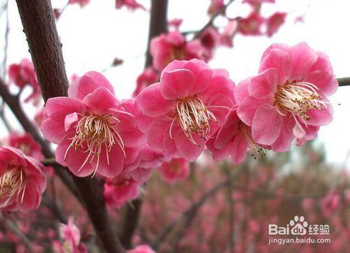 深圳春天賞花攻略 深圳春天去哪裡賞花