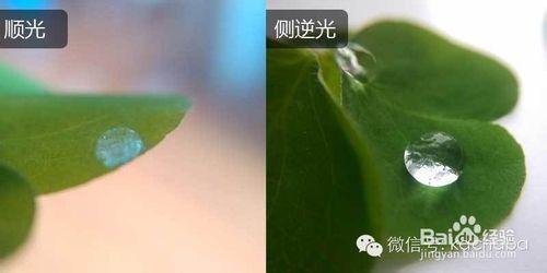 露珠攝影解析