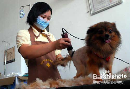 怎樣對付犬隻毛髮打結