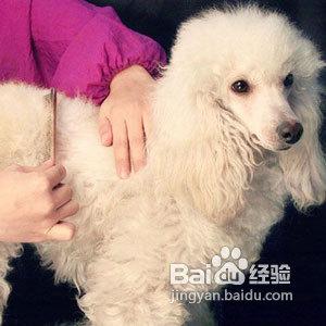 怎樣對付犬隻毛髮打結