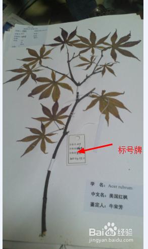 植物標本的製作：[1]植物標本的採集