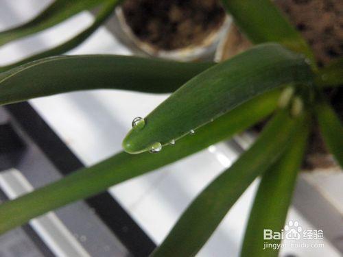 露水怎樣在植物的葉子上形成