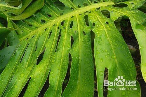 吸收室內空氣毒物的新鮮綠植推薦